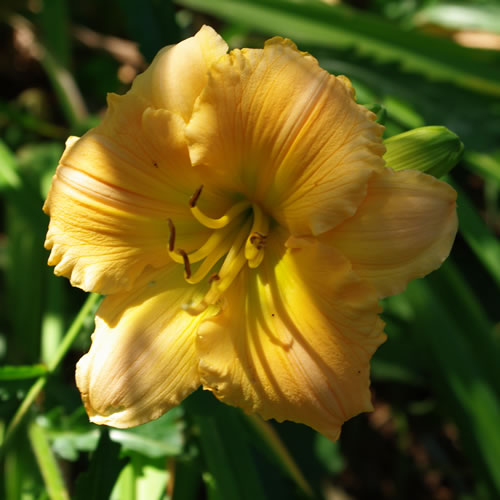 Hemerocallis Scarlet Tanager